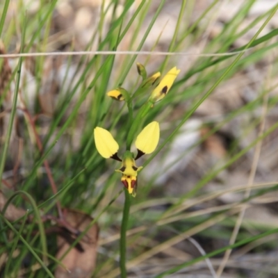 Diuris sulphurea (Tiger Orchid) at Black Mountain - 6 Nov 2016 by petersan