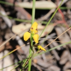 Diuris sulphurea (Tiger Orchid) at Black Mountain - 7 Nov 2016 by petersan