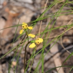 Diuris sulphurea at Canberra Central, ACT - suppressed