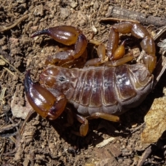 Urodacus manicatus (Black Rock Scorpion) at Sutton, NSW - 7 Nov 2016 by CedricBear