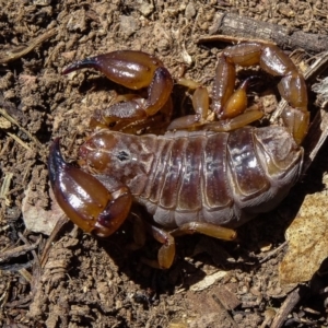 Urodacus manicatus at Sutton, NSW - 7 Nov 2016