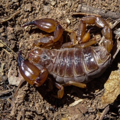 Urodacus manicatus (Black Rock Scorpion) at Sutton, NSW - 7 Nov 2016 by CedricBear