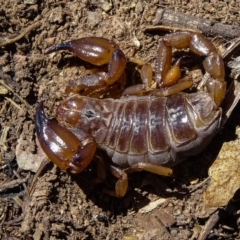 Urodacus manicatus (Black Rock Scorpion) at Sutton, NSW - 6 Nov 2016 by CedricBear