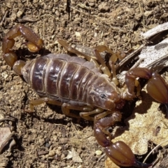 Urodacus manicatus at Sutton, NSW - 7 Nov 2016