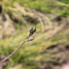 Thelymitra sp. (A Sun Orchid) at Black Mountain - 6 Nov 2016 by petersan