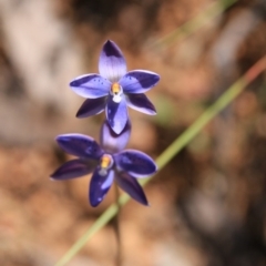 Thelymitra juncifolia (Dotted Sun Orchid) at Black Mountain - 7 Nov 2016 by petersan