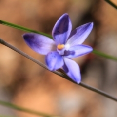 Thelymitra juncifolia at Canberra Central, ACT - 7 Nov 2016