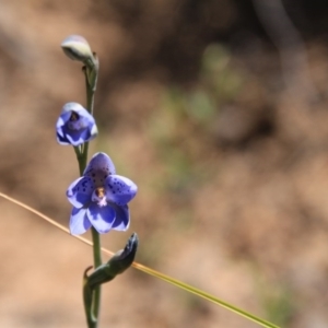 Thelymitra juncifolia at Canberra Central, ACT - 7 Nov 2016