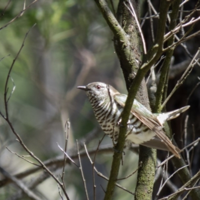 Chrysococcyx lucidus (Shining Bronze-Cuckoo) at Sutton, NSW - 7 Nov 2016 by CedricBear