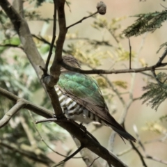 Chrysococcyx lucidus at Sutton, NSW - 7 Nov 2016