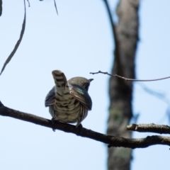 Chrysococcyx lucidus at Sutton, NSW - 7 Nov 2016