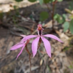 Caladenia congesta (Pink Caps) at Aranda, ACT - 7 Nov 2016 by CathB