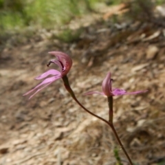 Caladenia congesta at Aranda, ACT - 7 Nov 2016