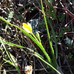 Hypoxis hygrometrica var. villosisepala (Golden Weather-grass) at Isaacs Ridge and Nearby - 6 Nov 2016 by Mike