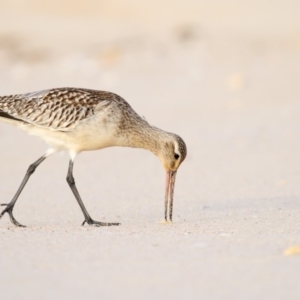 Limosa lapponica at Eden, NSW - 7 Nov 2016 06:50 AM