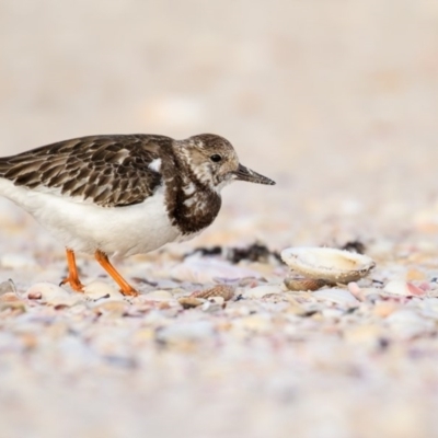 Arenaria interpres (Ruddy Turnstone) at Eden, NSW - 6 Nov 2016 by Leo