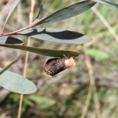 Epicoma contristis (Yellow-spotted Epicoma Moth) at Namadgi National Park - 28 Feb 2016 by RyuCallaway