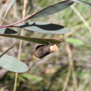 Epicoma contristis at Booth, ACT - 28 Feb 2016