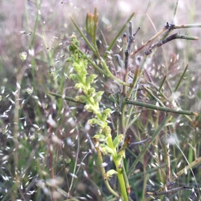 Microtis sp. (Onion Orchid) at Majura, ACT - 7 Nov 2016 by AaronClausen