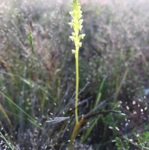 Microtis sp. at Majura, ACT - suppressed