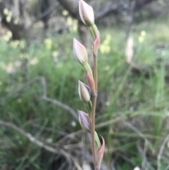 Thelymitra sp. (A Sun Orchid) at Majura, ACT - 7 Nov 2016 by AaronClausen