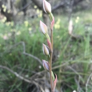 Thelymitra sp. at Majura, ACT - suppressed