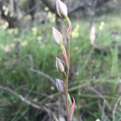 Thelymitra (Genus) (Sun Orchid) at Majura, ACT - 7 Nov 2016 by AaronClausen