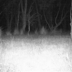 Unverified at Mulligans Flat - 7 Nov 2016 by MulligansFlat1