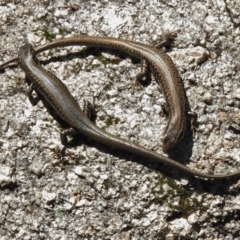 Eulamprus heatwolei (Yellow-bellied Water Skink) at Tidbinbilla Nature Reserve - 2 Nov 2016 by JohnBundock