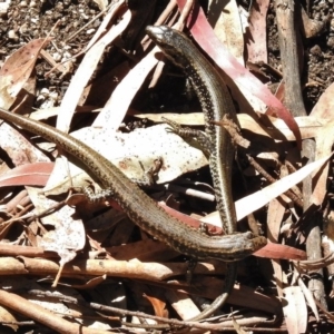 Eulamprus heatwolei at Paddys River, ACT - 2 Nov 2016