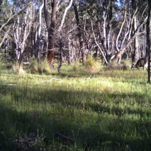 Macropus giganteus at Gungahlin, ACT - 7 Nov 2016