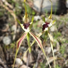 Caladenia atrovespa (Green-comb Spider Orchid) at Belconnen, ACT - 7 Nov 2016 by MattM