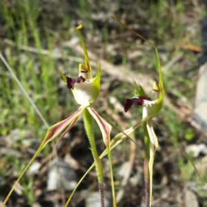 Caladenia atrovespa at Belconnen, ACT - suppressed