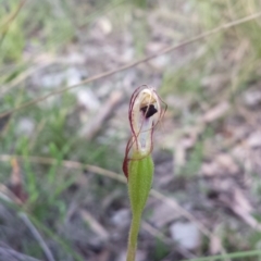 Caladenia atrovespa at Belconnen, ACT - suppressed