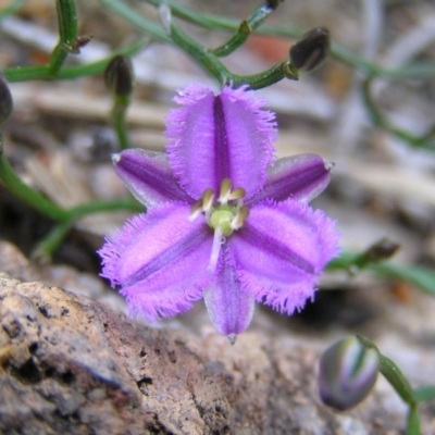 Thysanotus patersonii (Twining Fringe Lily) at Kambah, ACT - 14 Sep 2010 by MatthewFrawley