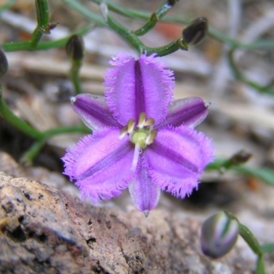 Thysanotus patersonii (Twining Fringe Lily) at Mount Taylor - 13 Sep 2010 by MatthewFrawley