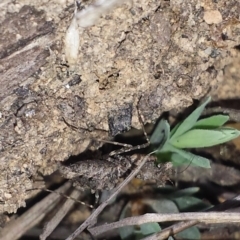 Paraoxypilus tasmaniensis (Black bark mantis or Boxing mantis) at Aranda, ACT - 7 Nov 2016 by MattM