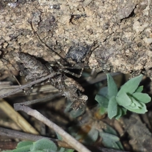 Paraoxypilus tasmaniensis at Aranda, ACT - 7 Nov 2016