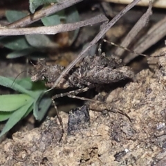 Paraoxypilus tasmaniensis at Aranda, ACT - 7 Nov 2016