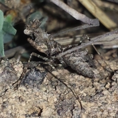 Paraoxypilus tasmaniensis at Aranda, ACT - 7 Nov 2016