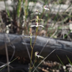 Caladenia cucullata (Lemon Caps) at Canberra Central, ACT - 6 Nov 2016 by David