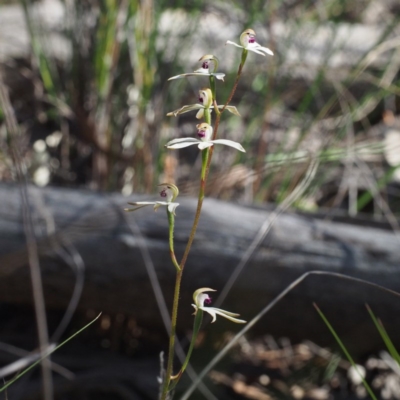 Caladenia cucullata (Lemon Caps) at Black Mountain - 6 Nov 2016 by David