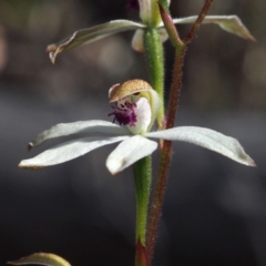 Caladenia cucullata at Canberra Central, ACT - suppressed