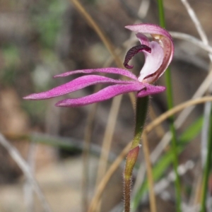 Caladenia congesta at Canberra Central, ACT - 7 Nov 2016