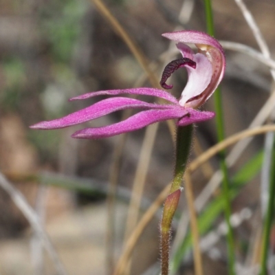 Caladenia congesta (Pink Caps) at Black Mountain - 6 Nov 2016 by David