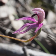 Caladenia congesta at Canberra Central, ACT - 7 Nov 2016