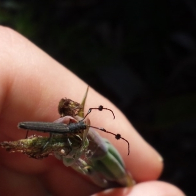 Tropis sp. (genus) (Longhorn or longicorn beetle) at Aranda Bushland - 31 Oct 2016 by MattM