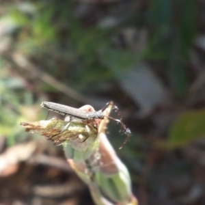 Tropis sp. (genus) at Aranda, ACT - 31 Oct 2016