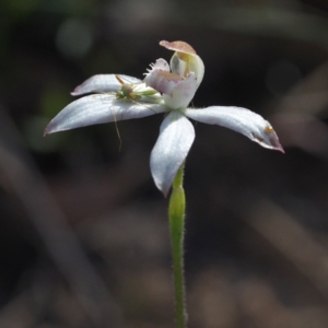 Caladenia moschata at Canberra Central, ACT - suppressed