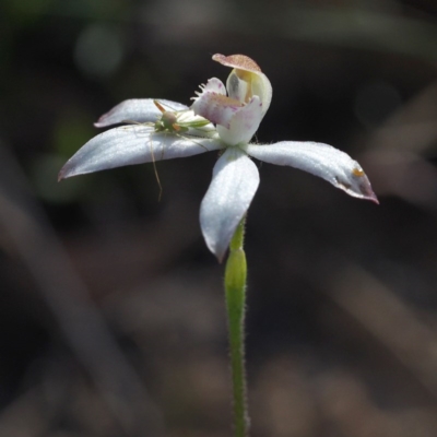 Caladenia moschata (Musky Caps) at Canberra Central, ACT - 7 Nov 2016 by David